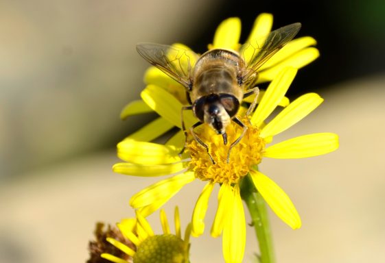 A bee taking nectar from a flower