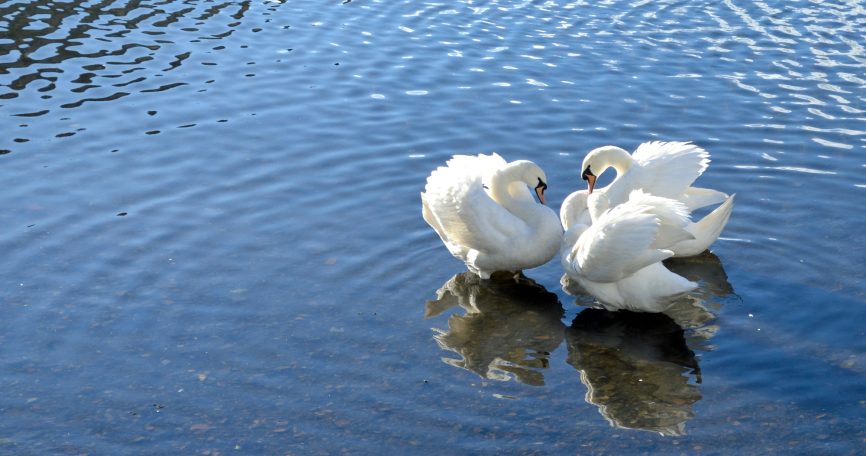 Three swans